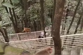 重庆小伙称为躲公园野猴袭击崴伤脚，园方：游客遇袭时，工作人员很难马上到场图片