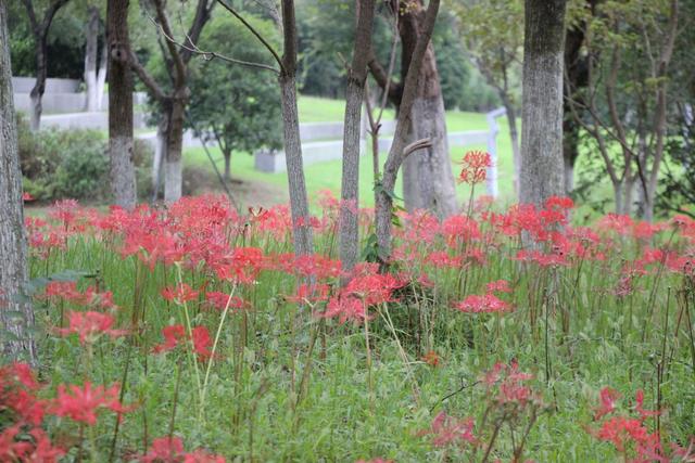 庐州公园彼岸花开 形似“烟花”点亮合肥秋日