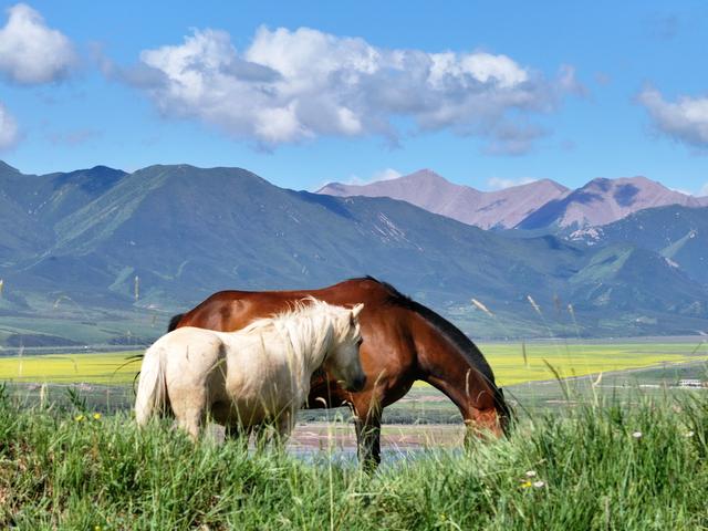甘肃张掖：山丹马场景色如画