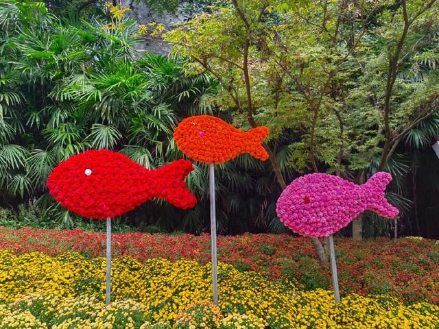 菊等你了！来重庆乘轨道交通打卡这些赏菊地