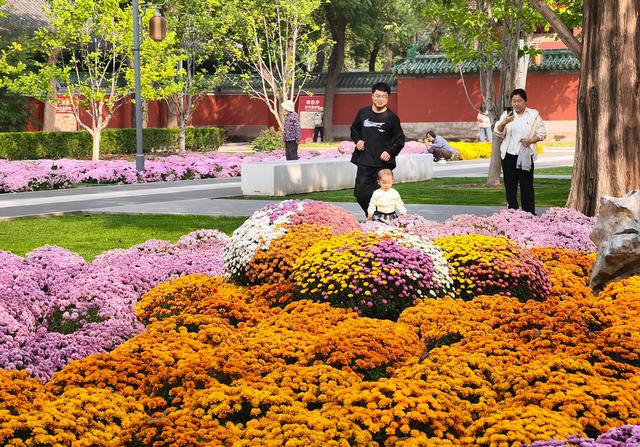 公园菊花绽放 市民打卡赏秋正当时