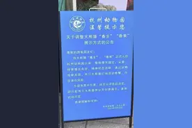 因频繁打闹各住单间，杭州动物园两只大熊猫已分开饲养图片