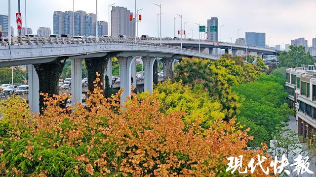 金黄缀枝、“灯笼”初挂，南京栾树把秋意带上枝头