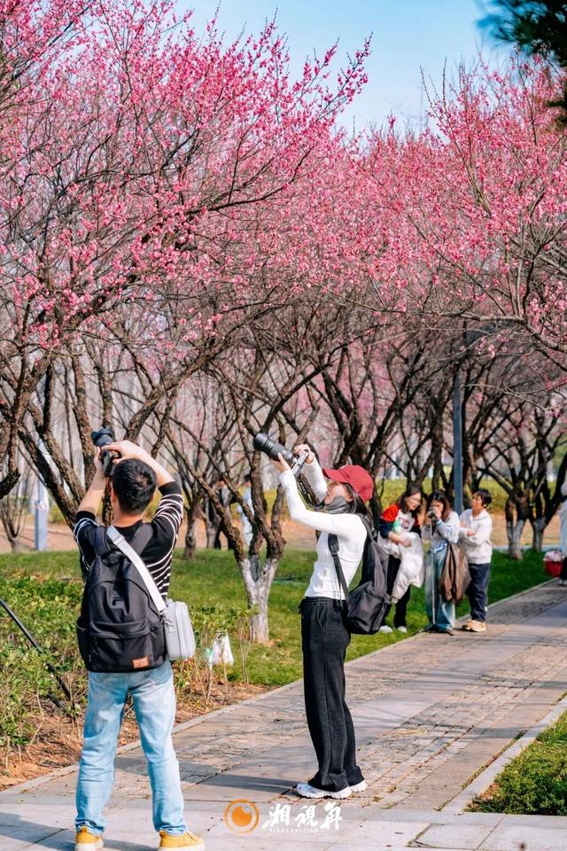 央视用4分钟报道了洋湖的梅花！到底美在哪？