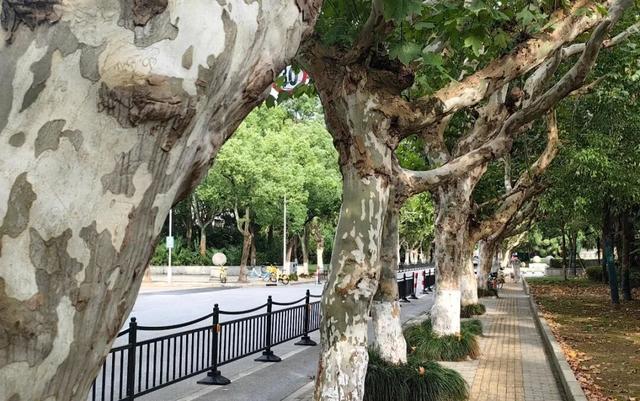 秋季限定美景，青浦这条梧桐马路等你来打卡→