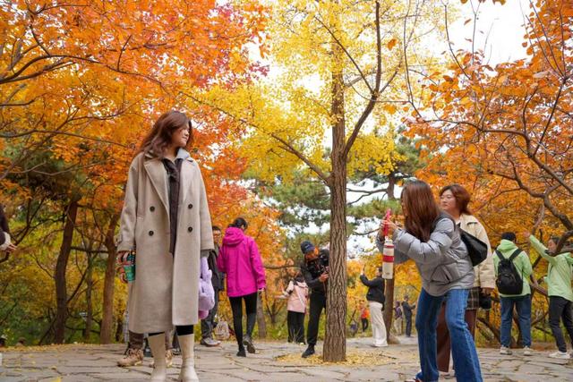 香山彩叶变色率已达75%-85%，这12处捡秋点位超出片