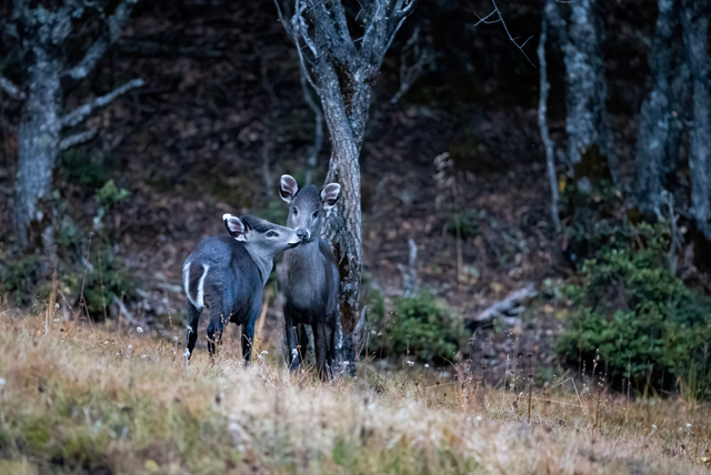 冬韵如诗！云南碧塔海静谧灵动
