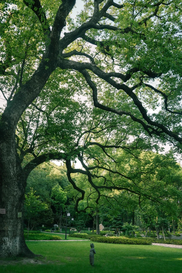 每一棵都独一无二，杭州这些“漂亮树”成热门打卡点