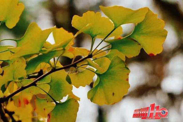 “顶流”回归！近期，福州大量出现