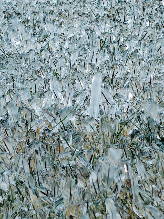 一亩园冬韵：湖漾冰凝冬生趣，花草霜缀笑含春