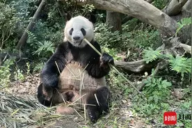 全球圈养大熊猫数量达728只  2023年繁育成活46只图片