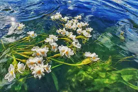 宛若繁星坠落！云南这里的海菜花开了图片