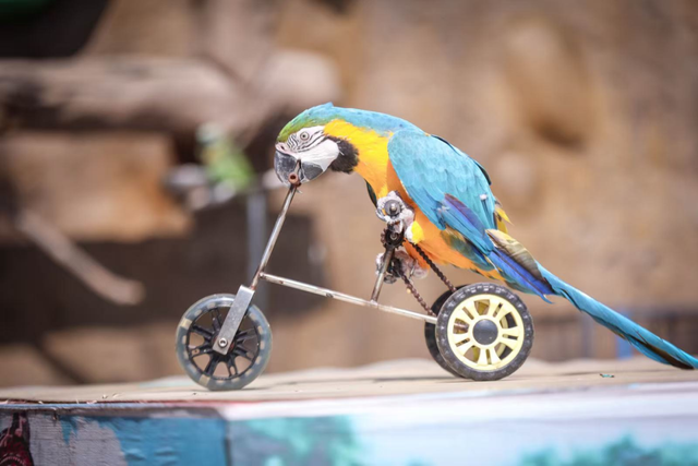 江宁“疯狂动物城”