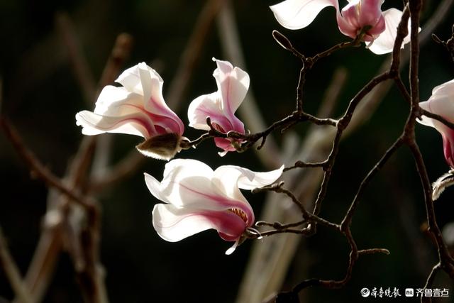赏花正当时！趵突泉玉兰花开，与泉水共绘春色