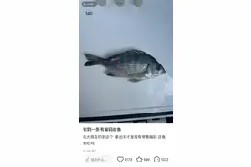 如果看到这种鱼，先别吃！请与他们联系图片