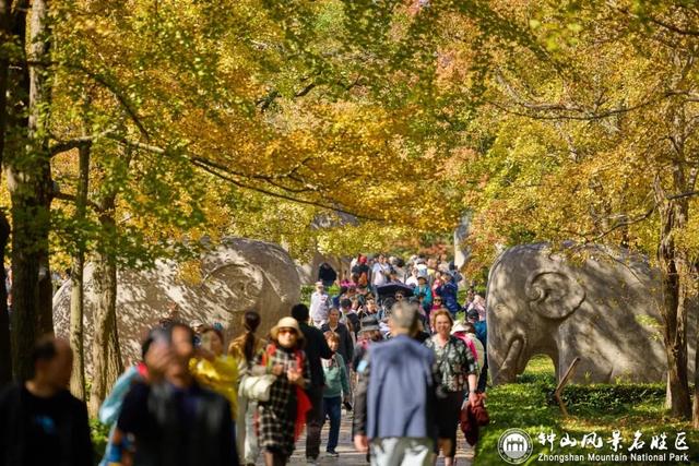 官宣：进入最佳观赏期！