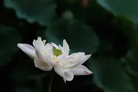 出水芙蓉，风姿绰约！北京莲花池公园荷香满园图片