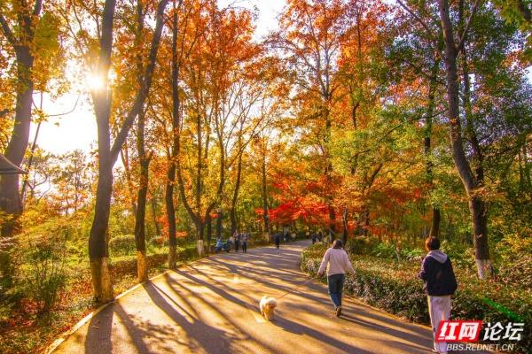 岁暖时刻丨枫叶一红，省植物园的“暖色派对”开始了