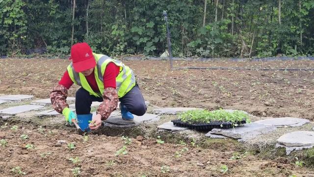 宜美家园 共同创造丨宜宾城区这片花海正在打造！预计呈现时间→