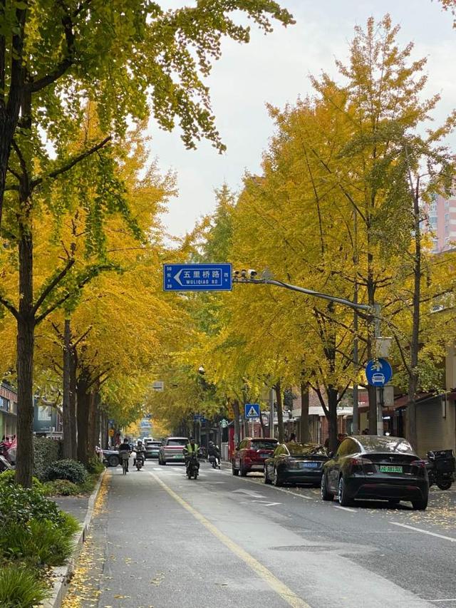 要降温了，准备好去迎接绚烂魔都！宝山寺的枫树已变红，秋霞圃的枫树、局门路的银杏再等20天