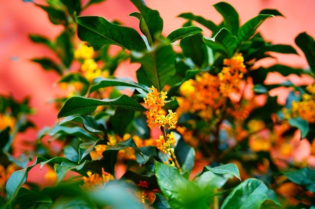 北京太庙邂逅“桂花味”秋天