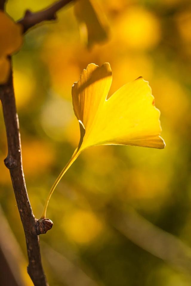 限时绝美！年度顶流！