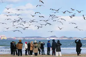 【图片】海鸥翔集图片