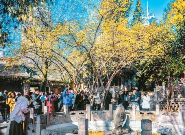 满城蜡梅裹香来 老城新巷尽诗意