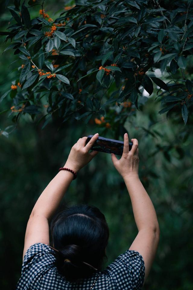 白露为信 满城桂花香｜图集