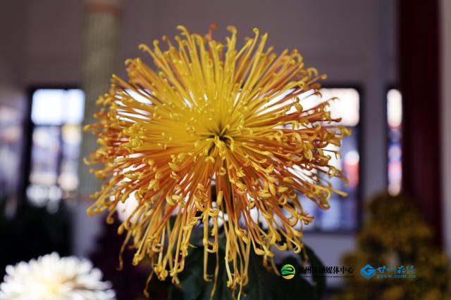 甘州府城：一半是人间烟火，一半是菊韵诗魂