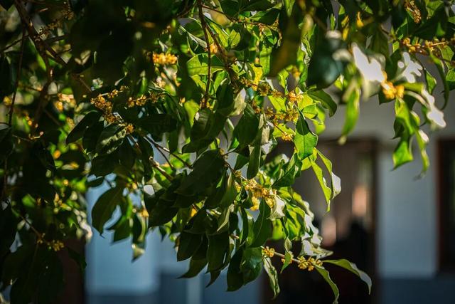 这里的秋，是一场桂花味的江南旧梦