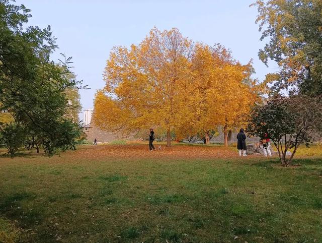 不必扎堆地坛公园！东城区赏秋攻略，一图收藏