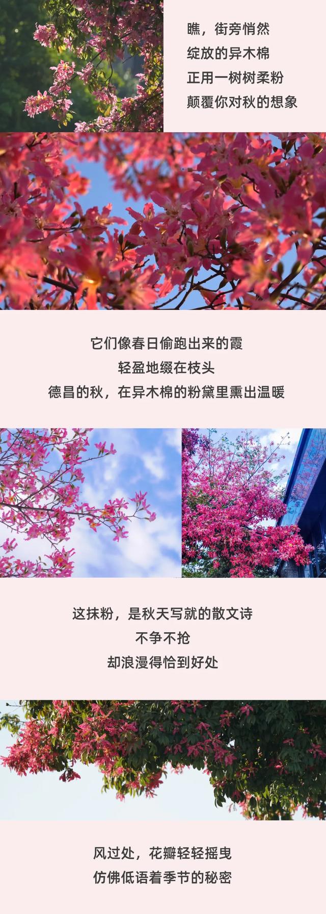 【跟着川超游凉山】不开玩笑，德昌秋天就长这样！