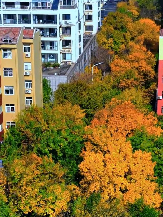 太美了！这里是日照万安路