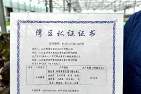 喝纯净水、住阳光房，济南蔬菜拿下北方地区首张“湾区认证”图片