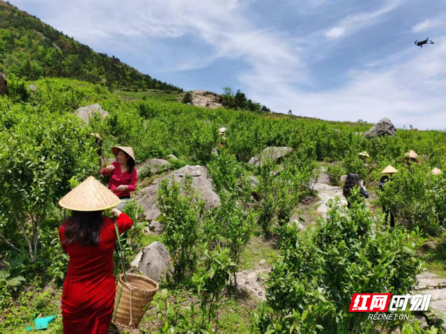 生态平江物华新②丨茶香深处觅清凉