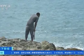马尾藻过度繁殖影响沿海生态系统，多米尼加生态旅游业受损图片