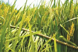 水稻抽穗“赶花”忙图片