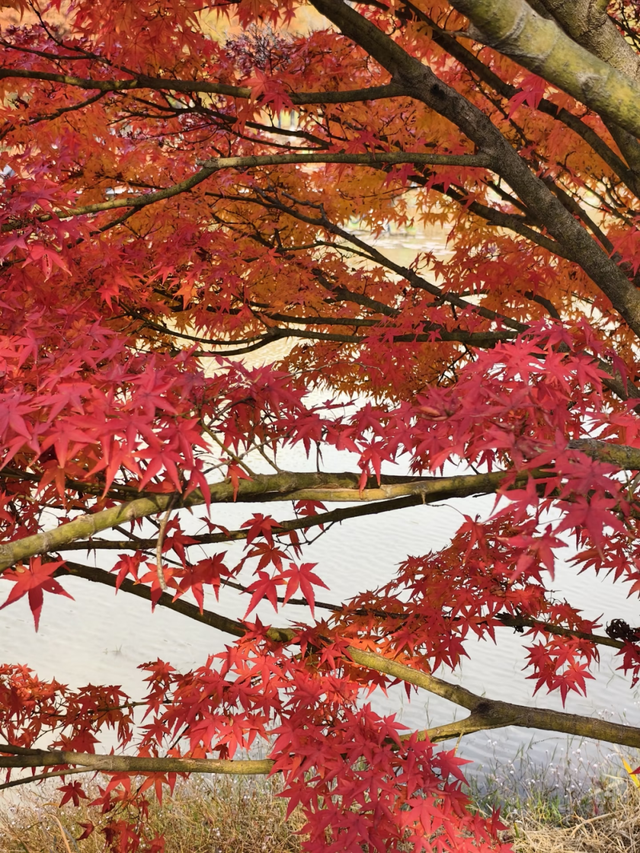 红枫“进度条”拉满，这些打卡地快收好！