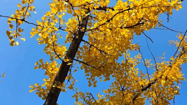 宁县：公园秋色惹人醉 生态宜居成色足