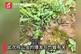 千万别碰！湖南桃江一菜地出现大量“鸡公虫”！图片