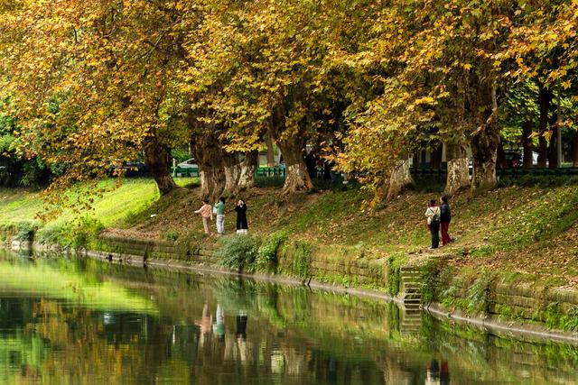 成都冬日梧桐叶美景上线 驷马桥沙河河畔梧桐颜色正好