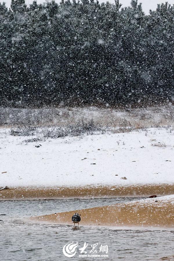 四季予你｜烟台：雪舞海畔，海鸥争涛