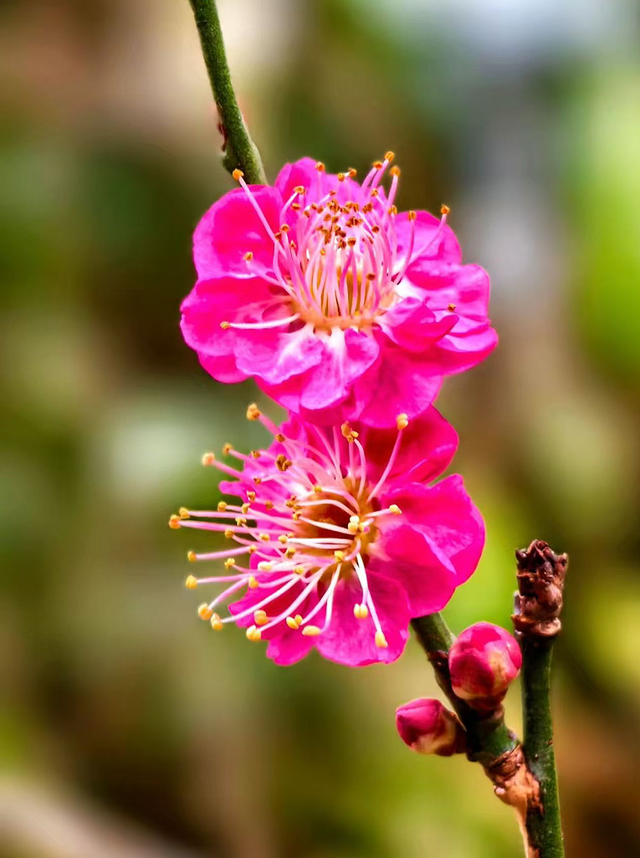 黑龙潭公园梅花绽放，邀你共赴“梅”好之约