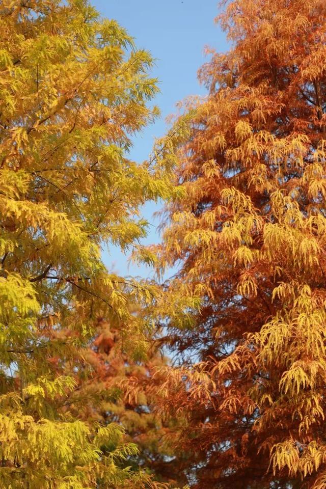 娄底：藏不住的诗意冬景，每帧都美到“心巴”上～