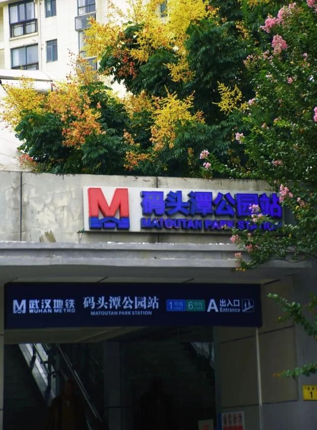 栾树花开，这些地铁口是绝美机位！