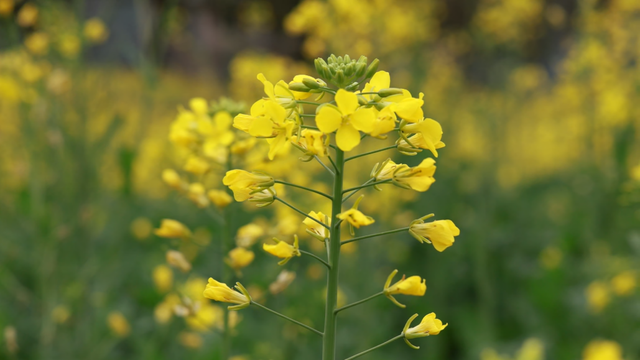 没看错！云南第一波油菜花已经金灿灿啦
