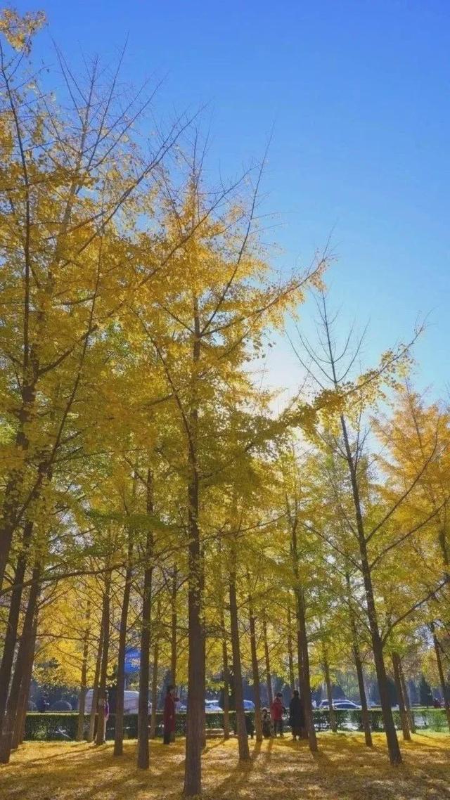 杨凌美成“调色盘”！你爱了吗？