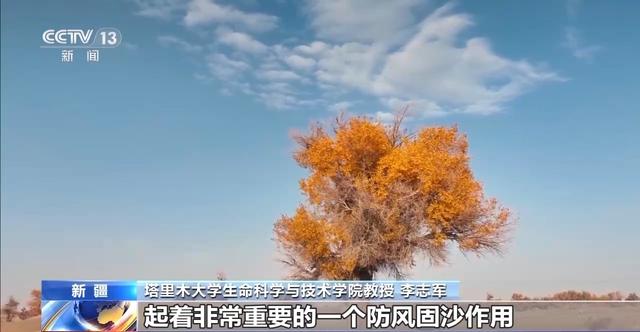 这些密码，告诉你千年胡杨如何锁住万里黄沙