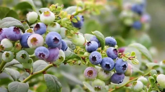 南宁冬季水果采摘全攻略 | 东北老铁、西北家人，告别猫冬！来南宁实现“水果自由”